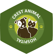 Veterinarian Business Web Design